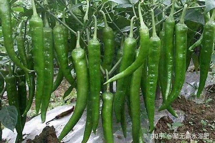 叶面肥也会有“隐性危害”,柑橘上如何科学使用叶面肥？