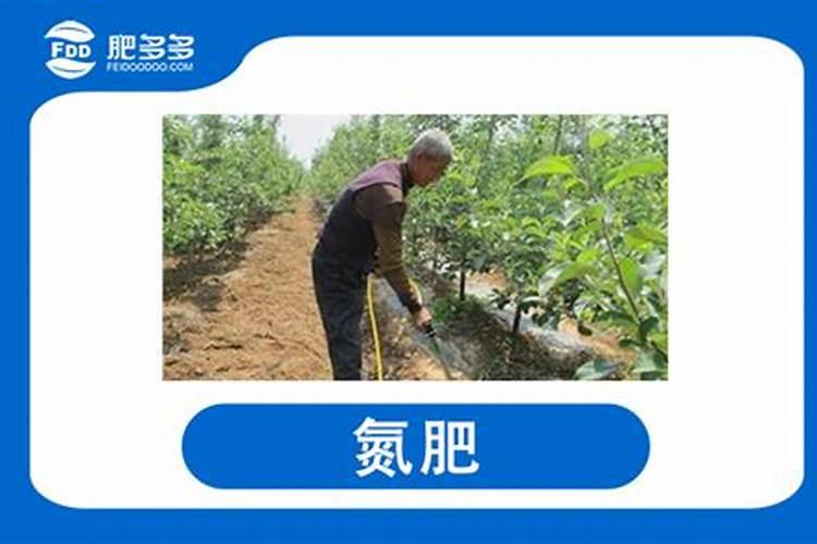 养花什么时候施氮肥(给花施氮肥比例是多少)