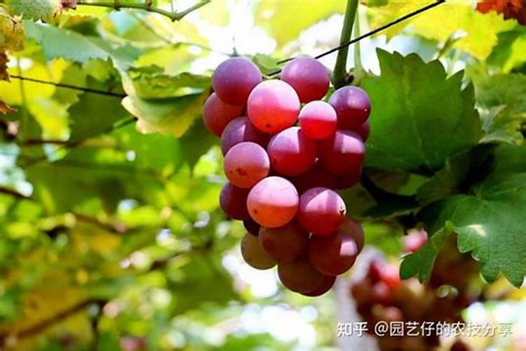 忌氯果树有哪些