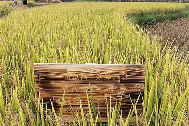 荔枝树用什么肥料最好