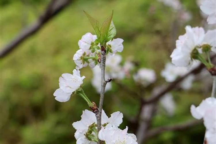 白菜用什么叶面肥好