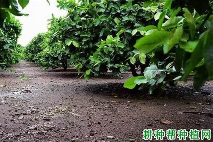 苹果生长后期一定要施钾肥