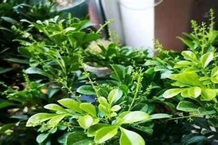 米兰换土时间和方法