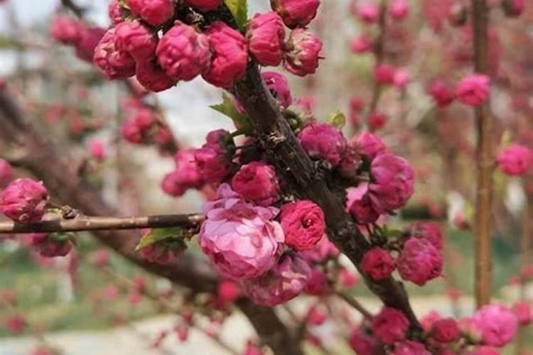 油菜惊蛰后还能施肥吗？