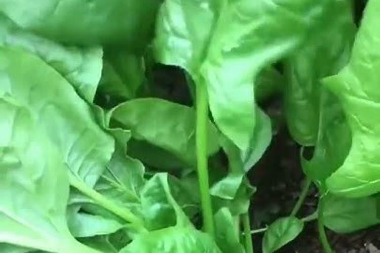 雨水过后如何养茉莉花,才能长得旺,开花又早又多？