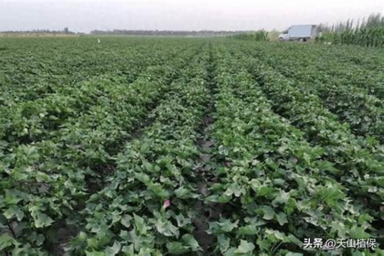 棉花在哪些土壤上容易出现缺硼症状？