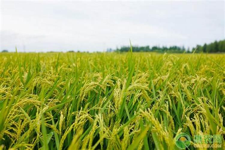 怎样对水稻施叶面肥？ 果树、蔬菜出现病菌就用82%代森锰锌