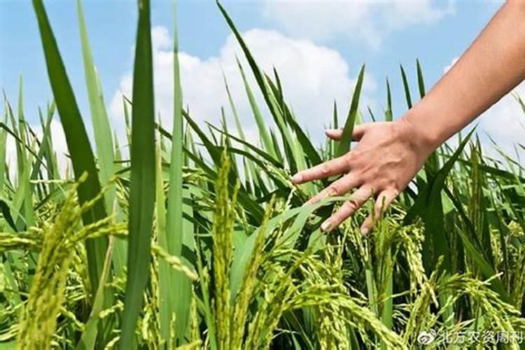 磷肥多长时间施一次