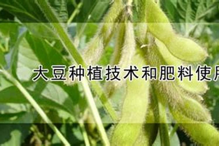 大豆种植技术和肥料使用
