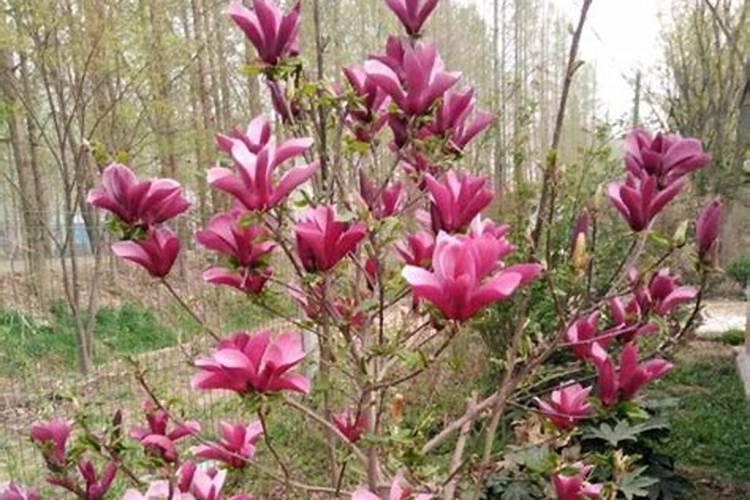 玉兰花要怎样施肥？