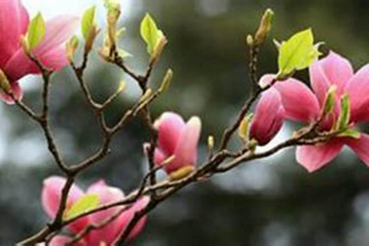 玉兰花要不要施肥吗