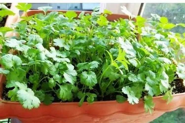 香菜究竟需不需要追肥呢？用什么肥料比较合适？