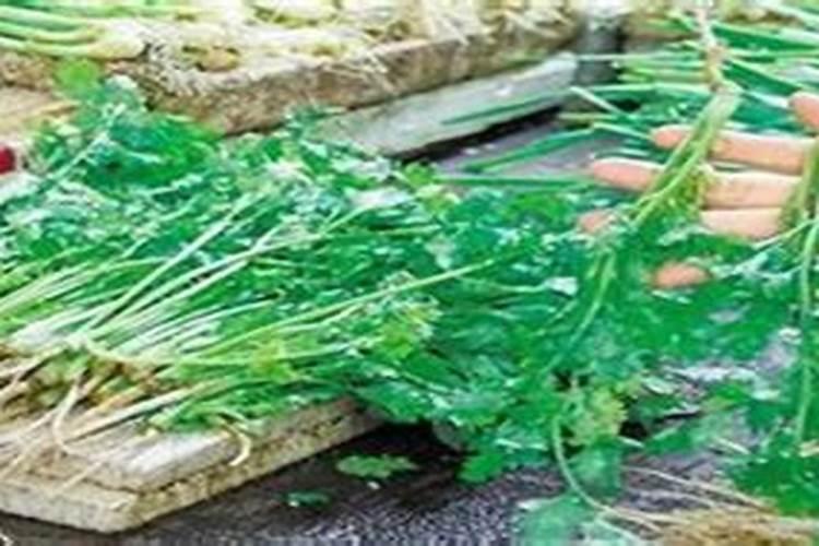 香菜在种植过程种,需要给它施肥吗？
