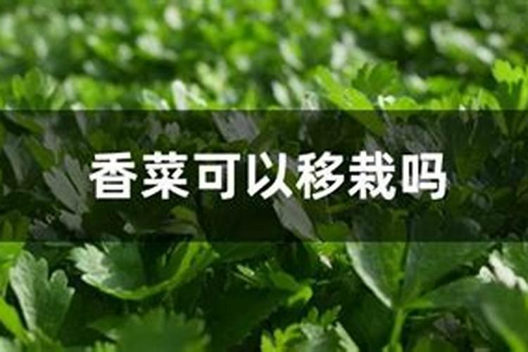 香菜需不需要追肥呢？用什么肥料最好？
