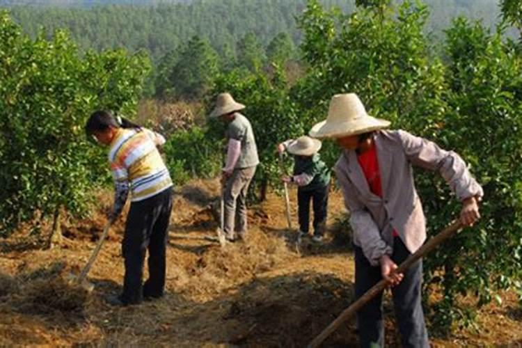 请你谈谈碳酸氢铵在苹果树的应用看法？
