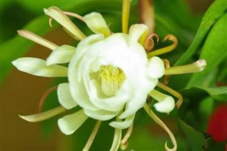 昙花施肥注意事项 昙花施肥需要注意些什么