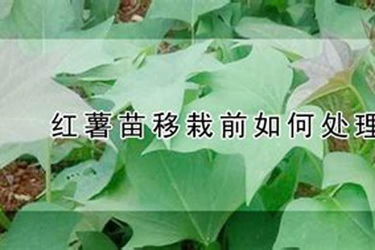 种红薯什么时候施肥