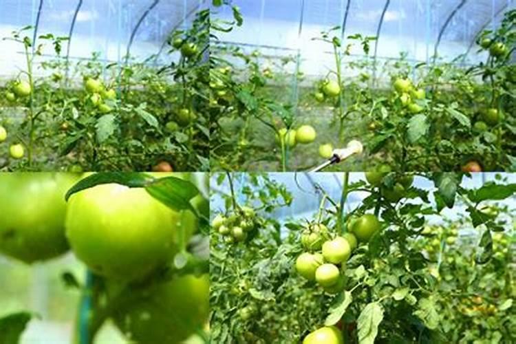 番茄开花阶段使用什么叶面肥效果好？