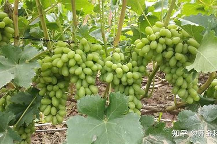 葡萄补钙后仍然缺钙原因(给葡萄补钙什么钙肥最好)