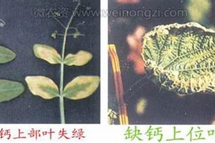 葡萄套袋前打什么药