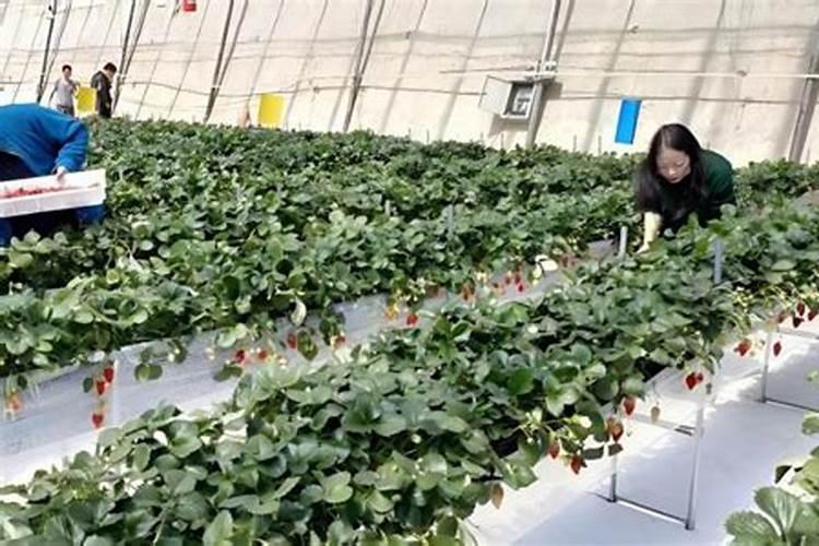 草莓施什么肥料果大