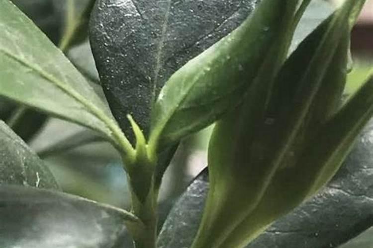 盆栽橘子用什么肥 盆栽橘子用的肥料是什么