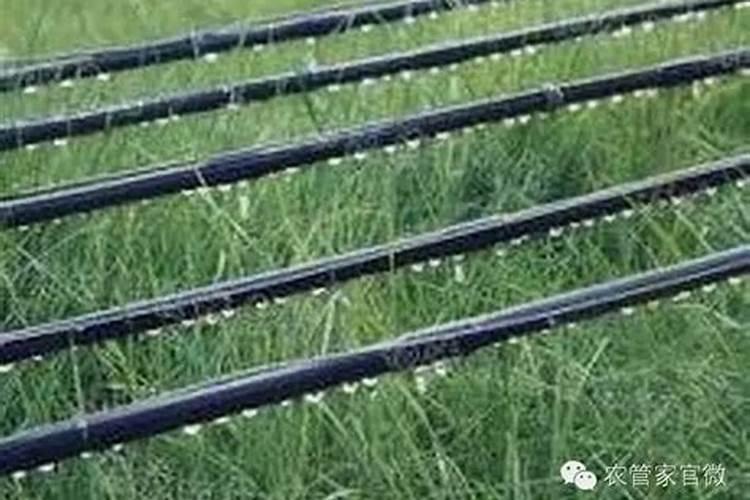 油桐树树叶可以沤肥种蔬菜吗？