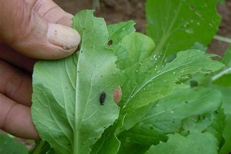 现在青菜用什么药治虫好？