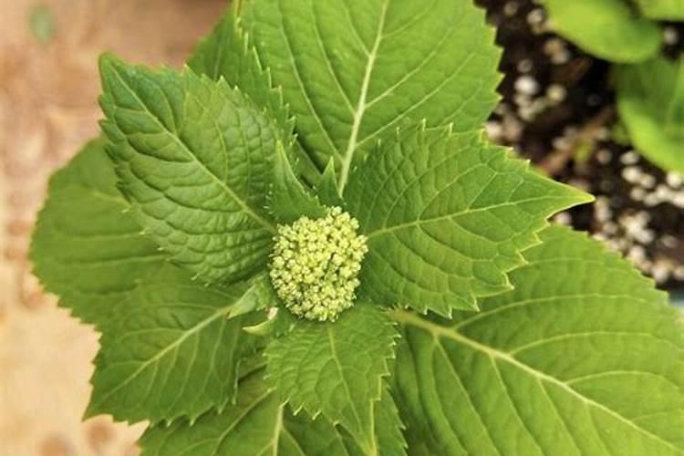 绣球开花了还能施肥吗