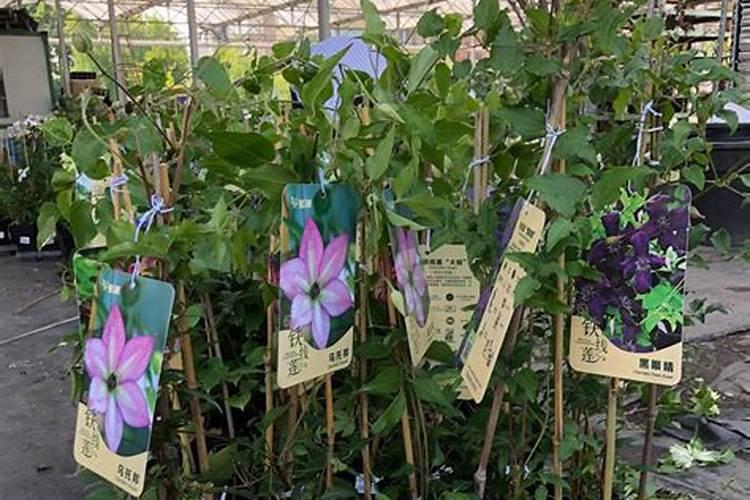 铁线莲发芽后怎样施肥