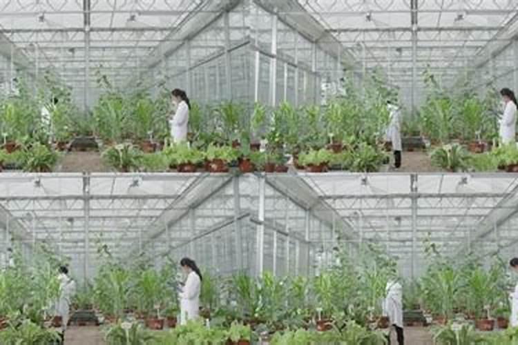 大棚无土蔬菜种植技术 芒果蔬果技术