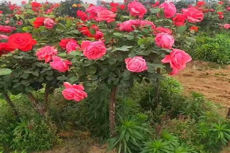 月季开花用什么肥
