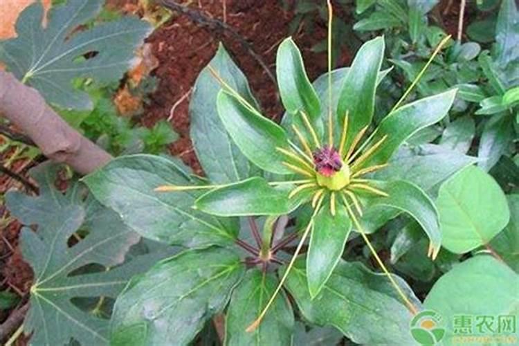 重楼的种植方法技术