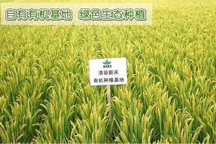 种植甘蔗使用芸苔素有哪些作用？