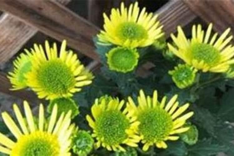 菊花有花苞了,要不要再施肥