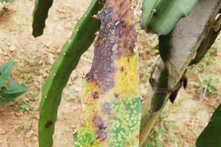 火龙果开花要施什么肥