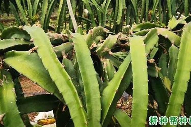 火龙果小苗不长怎么办