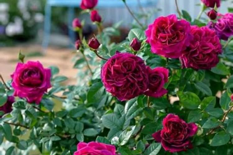 人的粪便可以做肥料吗