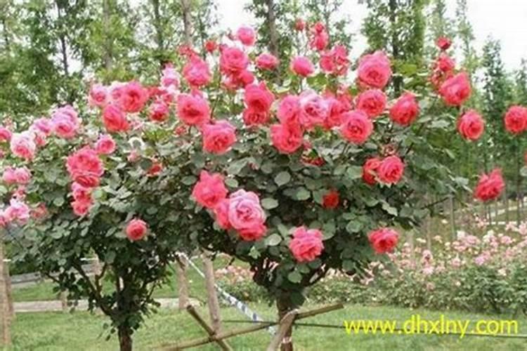 绣球花肥可以用于月季花吗？