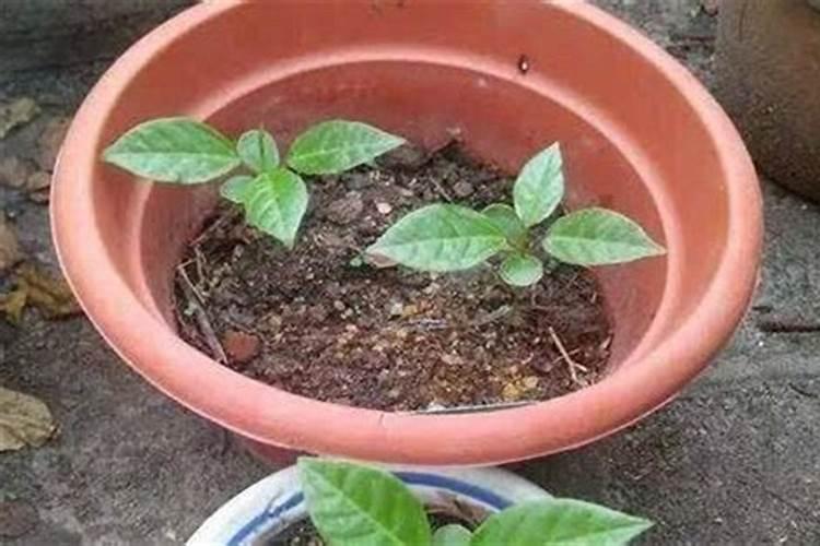 百香果如何施肥？