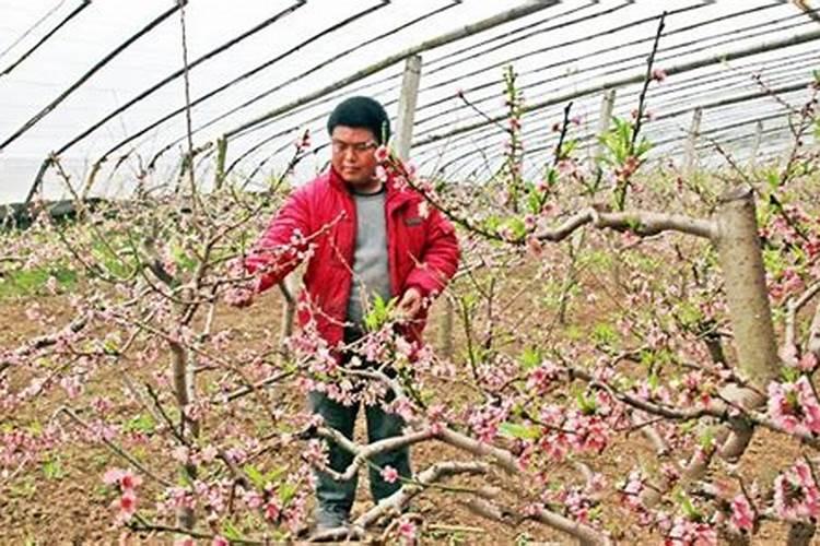 大棚油桃施肥方法