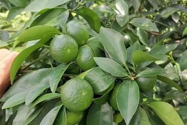 柑橘缺钾几月份时候喷再好？