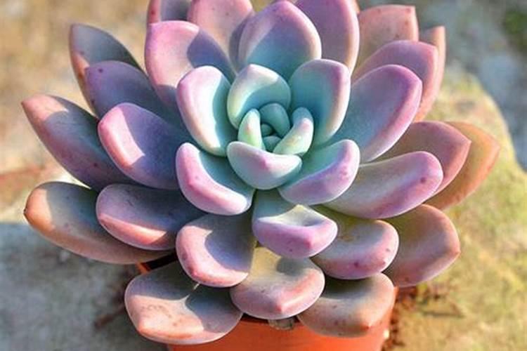 多肉奥普林娜(多肉植物中的明星——奥普林娜养护攻略与鉴赏)