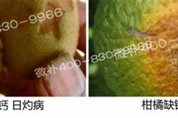 含笑花怎么养护？