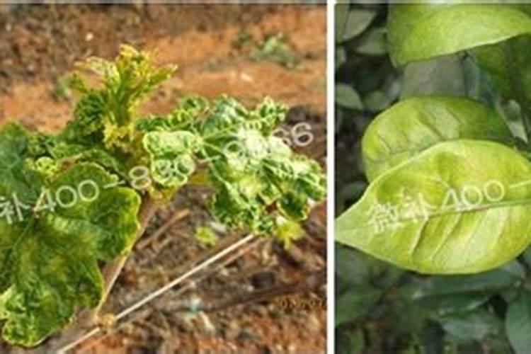 ...马铃薯、棉花、甘蔗等作物缺镁有何症状？怎样防治？