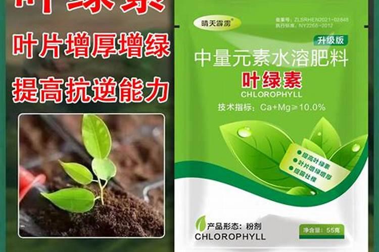 什么叶面肥能使叶子快速变绿变厚什么肥料可以使叶片肥厚