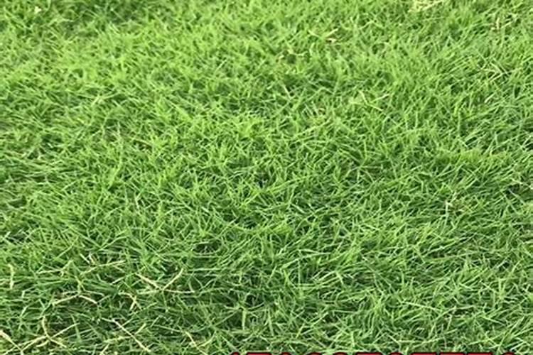 新种草皮施不施肥种植草皮前如何施肥