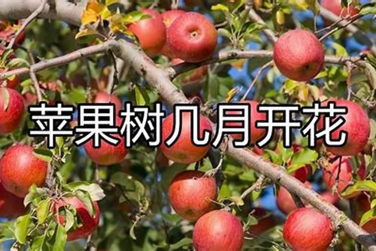 苹果树追肥用什么肥料好
