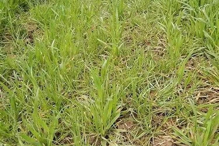 黑麦草栽培技术