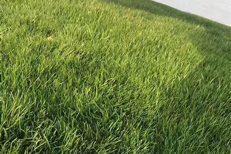 黑麦草种植用什么肥好